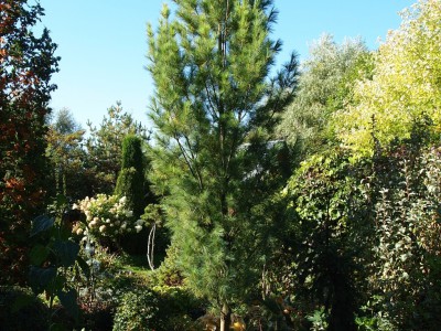 Pinus strobus fastigiata