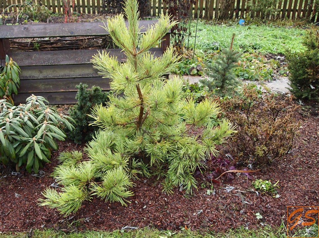 Сайт хвойной. Pinus Sylvestris Wintergold. Pinus Sylvestris Ødegård. Сосна обыкновенная Wintergold. Pinus Sylvestris Odegard.