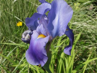 Iris hoogiana (Ирис Гуга)