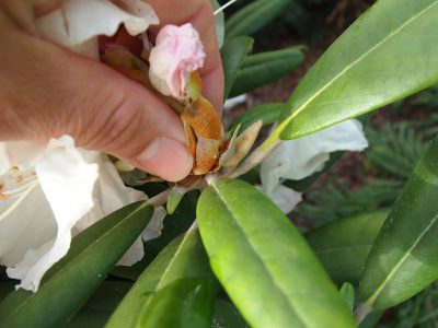 Выламывание cоцветий рододендрона