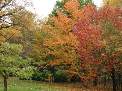 Осенняя окраска