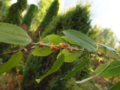Salix gracilistyla