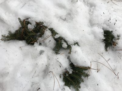 Защита растений снегом