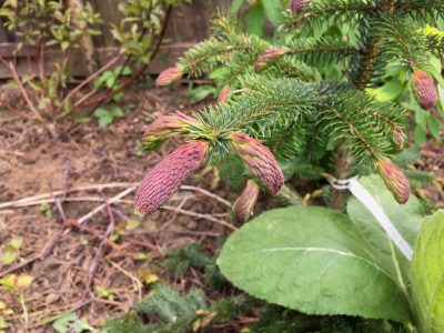 Picea omorika Roter Austrieb (ель сербская Roter Austrieb)