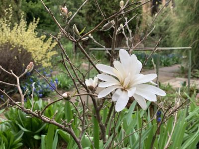 Магнолия звездчатая (magnolia stellata Waterlily)