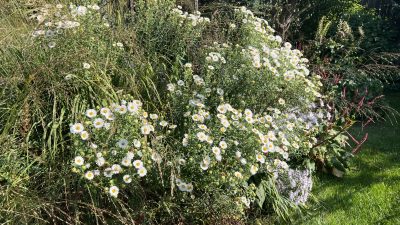 astra novo anglii`skaia herbstschnee