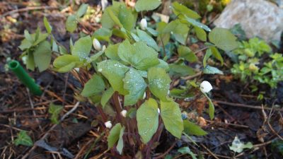 jeffersonia diphylla