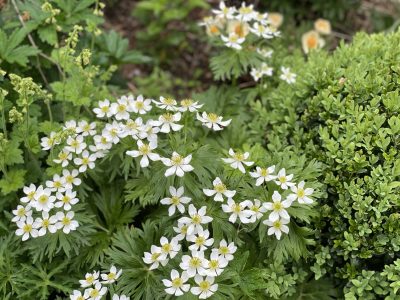 anemone narcissiflora