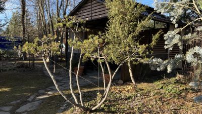 formiruiucshaiy obrezka sosni gornoy