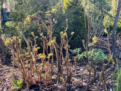 pion drevovidniy posle obrezki