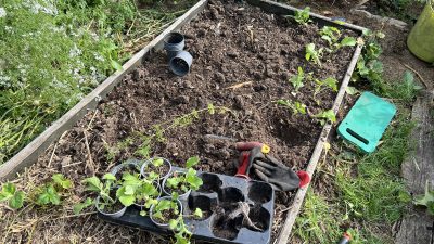 rassada redyki chernoy