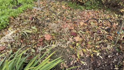 siderati i mulchirovanie listvoy