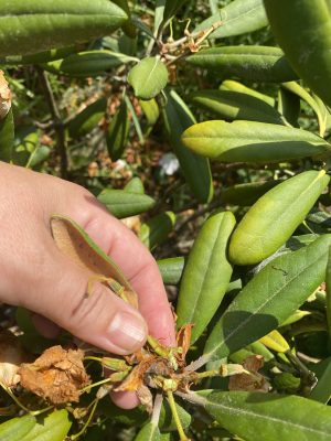 udalenie suhih zvetov rododendrona