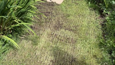 vertikulytsiya gazona